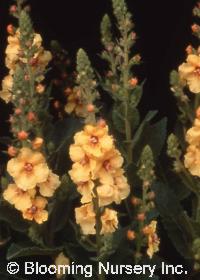 Verbascum 'Sunshine Spires'